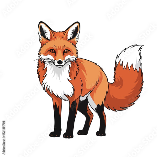 Cute Red Fox Standing Isolated on White Background, Wildlife Illustration