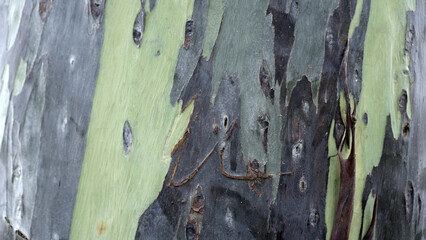 Fotobehang Hotel Eucalyptus boomschors macro natuurlijke textuur  © Albertus