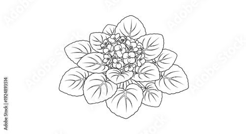 Top view outline drawing of a blooming African violet plant with lush green leaves and delicate flowers.