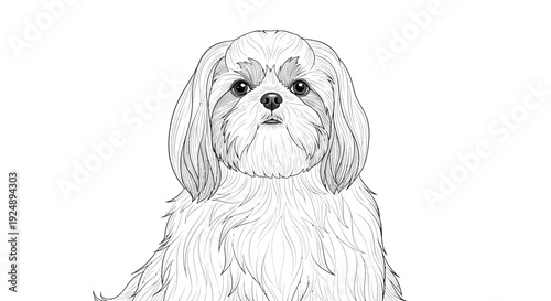 Shih Tzu Dog Portrait, Black and White Sketch, Adorable Pet Face, Studio Shot