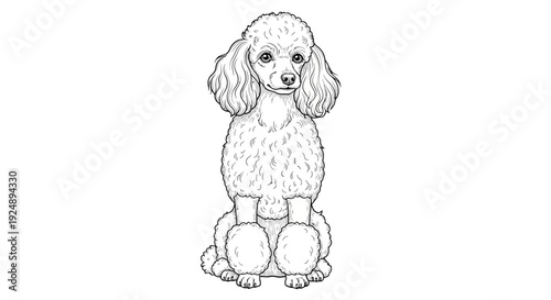 Poodle Dog Sitting Black and White Line Art Illustration