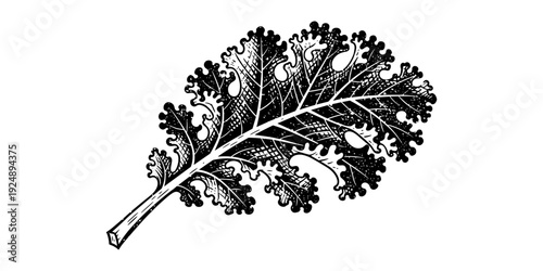 Intricate engraving of a kale leaf in black and white