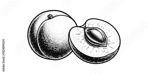 Hand drawn apricot sketch with halved design and textured details