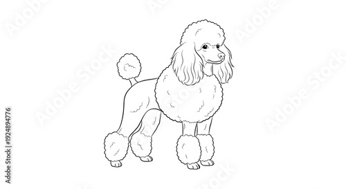Poodle Dog Line Art Drawing, Elegant Breed, Standing Pose, White Background