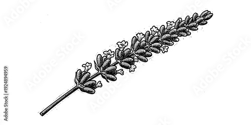Elegant lavender branch drawing with intricate vintage detail in black and white