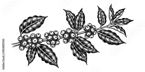 Intricate coffee plant branch with berries and leaves in vintage engraving style