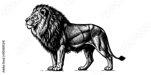 Detailed black and white lion sketch with intricate line art