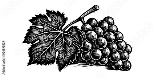Detailed black and white grape cluster with leaf in vintage style