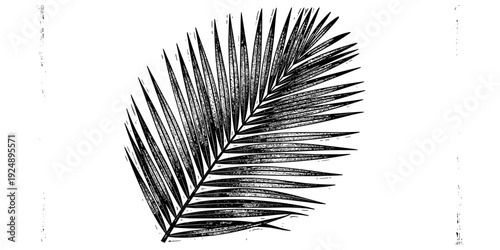 Grunge palm leaf stencil on white background