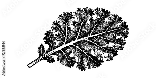 Detailed black and white botanical leaf design for nature art projects