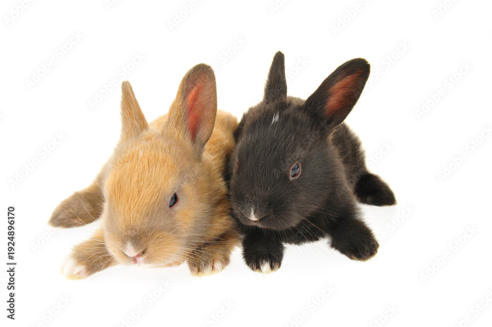 Obraz premium The rabbit in a white background