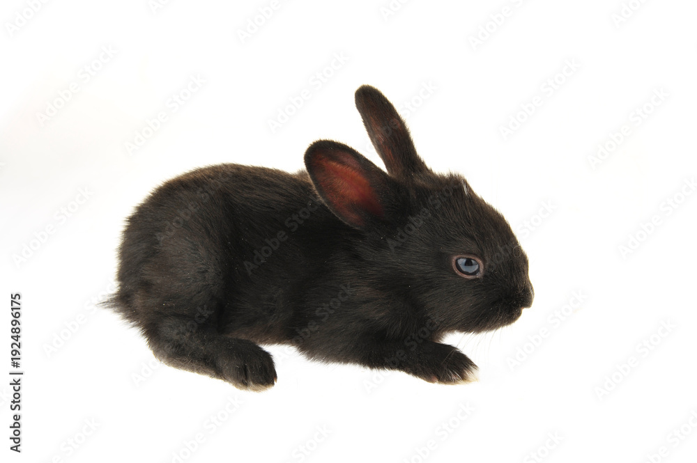 Obraz premium The rabbit in a white background