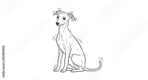 Italian Greyhound Dog Sitting and Looking Sideways, Line Drawing Illustration