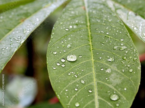 Cassava leaves that have been watered by rainwater at night display natural water droplets.