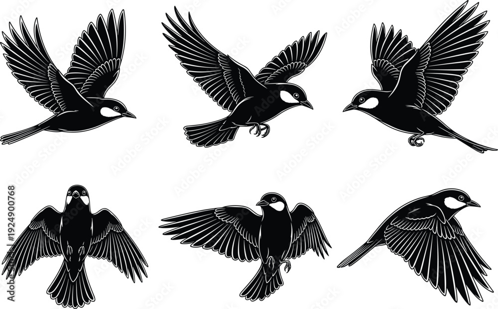 Naklejka premium Set of six black bird silhouettes in flying poses with spread wings, wildlife nature vector illustration isolated on white background for design