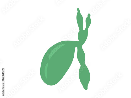 Gallbladder Cholangitis Disease