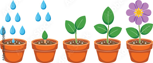 Plant Growth Stages Vector  Watering Process from Seedling to Bloom