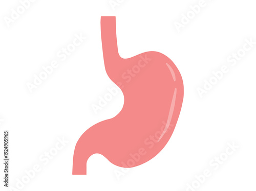 Human Normal Stomach