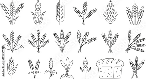 Collection of wheat stalks and bread loaf, agricultural elements, stylized line art for design purposes