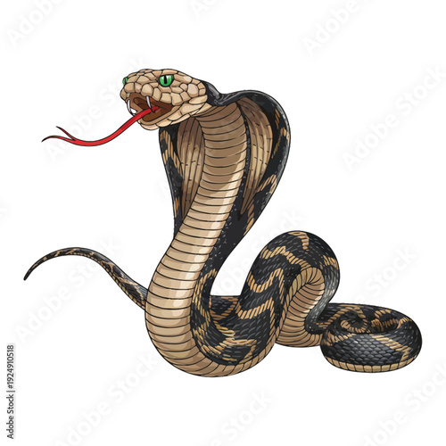 snake on white background