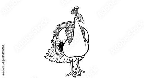 Elegant Peacock Line Art Illustration on White Background