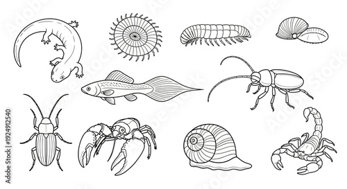 Line Art Illustrations of Diverse Animals and Insects