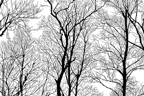 Silhouette barren tree branch, bare tree branches forming a complex network against a bright white background. Vector illustration