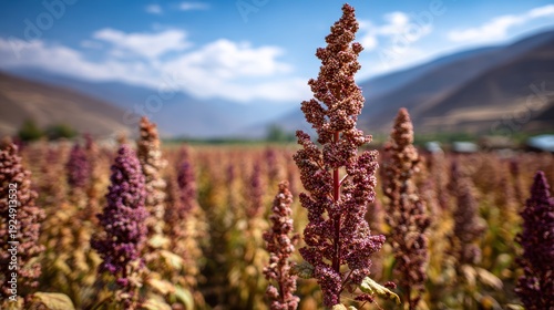 Golden Quinoa Field under Blue Sky: Capturing a vibrant quinoa field, its stalks aglow under a radiant blue sky, evoking a sense of growth and natural beauty.