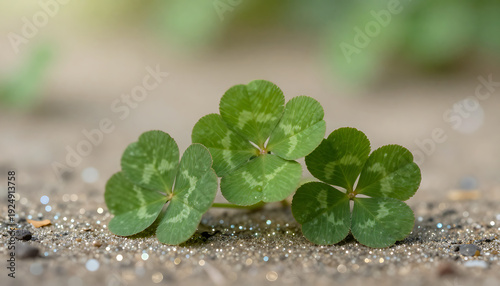 Obraz na płótnie Four-Leaf Clover with Dew Drops in Sunlight 