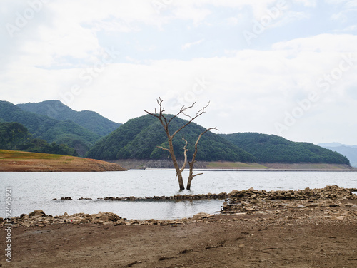Dead tree standing in reservoir during drought