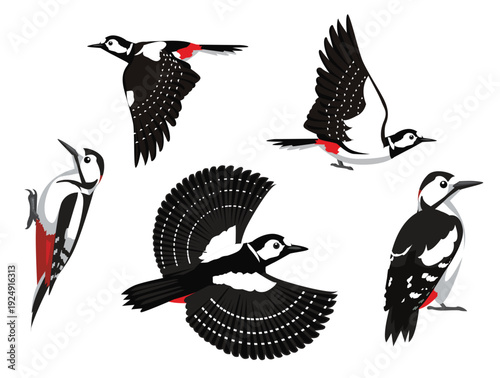 Great-Spotted Woodpecker Bird Various Poses Cartoon Vector Character