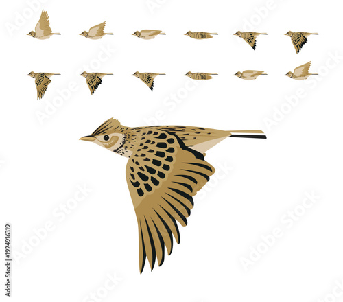 Eurasian Skylark Bird Flying Animation Sequence Cartoon Vector