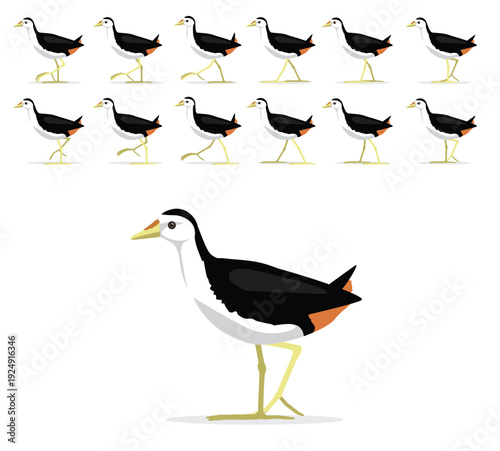 White-Breasted Waterhen Walking Motion Animation Sequence Cartoon Vector Illustration