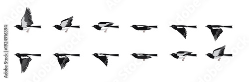 Oriental Magpie-Robin Bird Flying Animation Sequence Cartoon Vector
