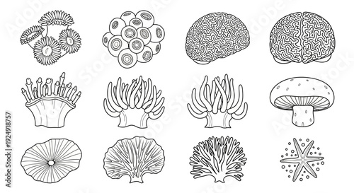 Collection of marine invertebrates and ocean organisms in line art style