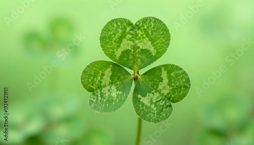 Obraz na płótnie Four-Leaf Clover Close-Up with Soft Green Background 