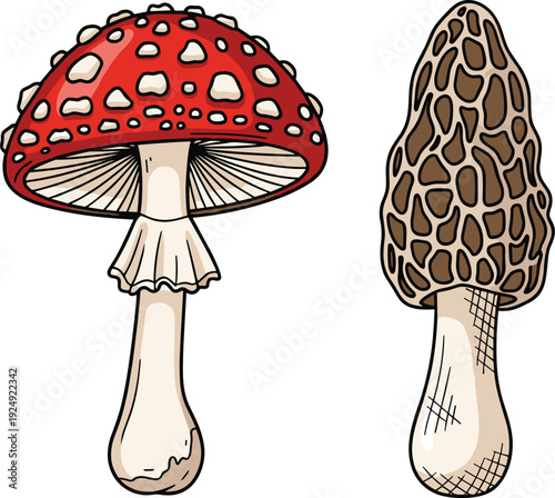 Amanita Muscaria and Morel Mushroom Cartoon Vector Illustration Isolated on White Background Wild Forest Fungi Design