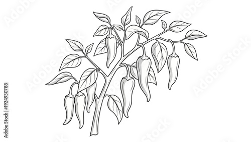 Detailed illustration of chili pepper plant.