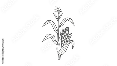 Single ear of corn on stalk.