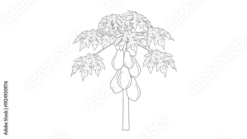 Detailed illustration of a palm tree.