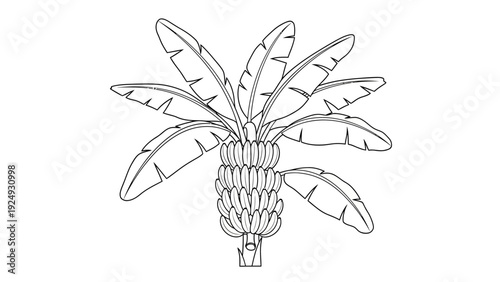 Pineapple Fruit Tropical Sweetness Illustration.