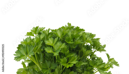 Fresh parsley leaves