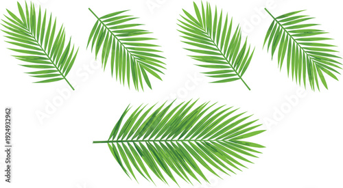 Set collection realistic green palm leaves fronds tropical foliage branches, isolated exotic summer holiday elements transparent background for design illustration, 2026