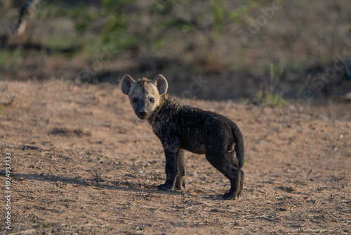 A cute tiny black spotted hyena cub standing in the dry soil in Kruger National Park. 