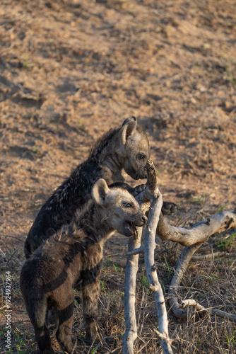 Two cute baby spotted hyena cubs playing with a stick, Kruger National Park. 