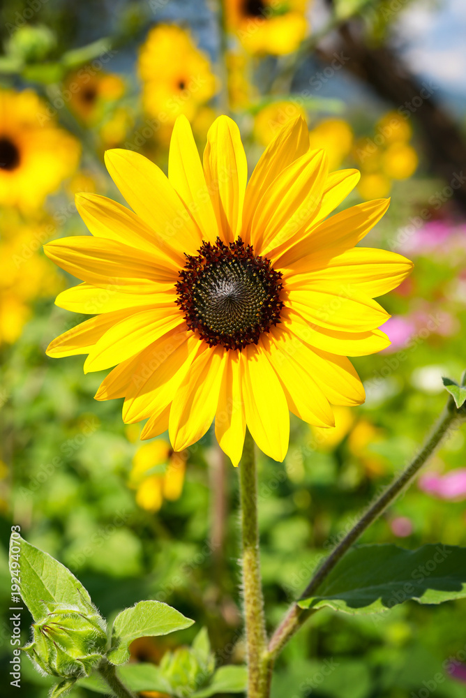 Fototapeta premium Sunflower, Sunflower garden flower, Sunflower blossom