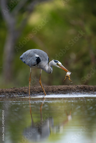 A grey heron standing at a waterhole with a frog in its beak, Greater Kruger. 
