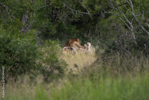 Two male lions sleeping in the bushes in the green grass, Kruger National Park. 