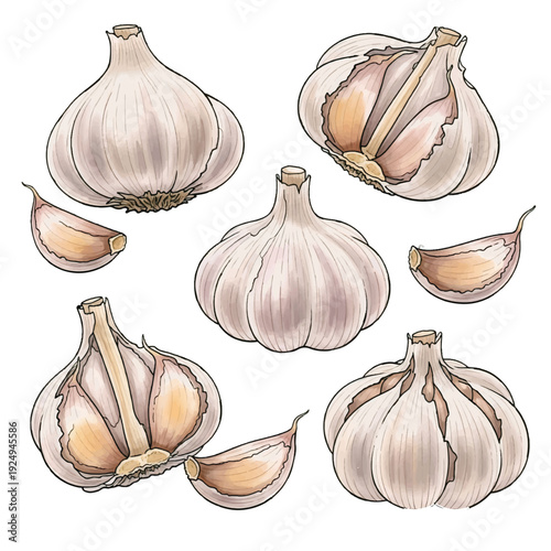 Set of fresh organic garlic bulbs and cloves isolated on white background, natural healthy vegetable ingredient for cooking and gourmet flavor