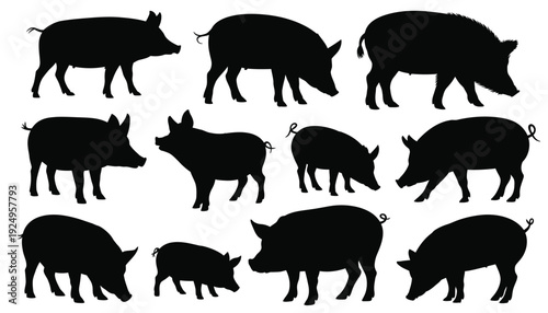 Collection of black silhouettes of various pig breeds in different poses isolated on white background, Vector, illustration